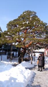 『『長野の雪3』の画像』の画像