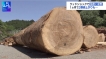 ウッドショック　木材の価格高騰
