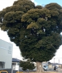 これ何の木（その２）
