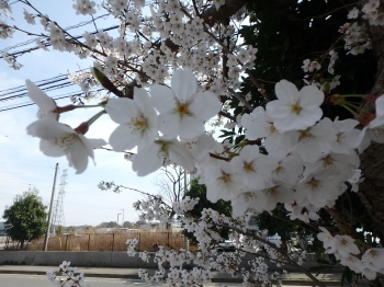 『HIKoffice02桜』の画像