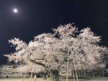 『真鍋小学校の桜1』の画像