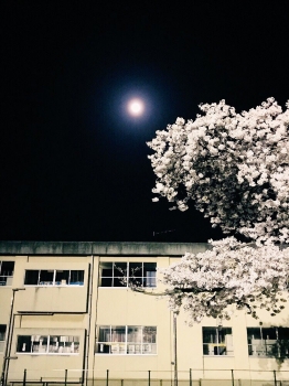 『真鍋小学校の桜2』の画像