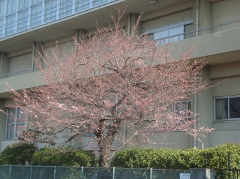 『桜3/19』の画像