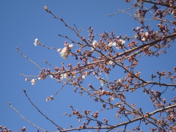 『桜3/19①』の画像