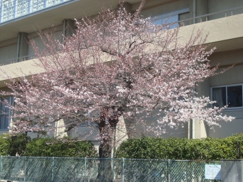 『桜3/20』の画像