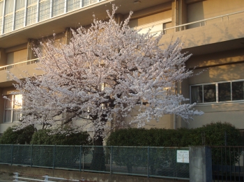 『桜3/22』の画像