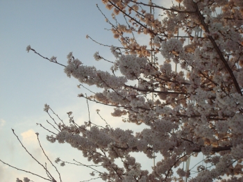 『桜3/22①』の画像