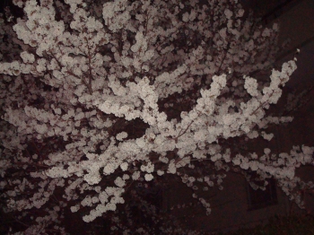 『桜3/22②』の画像