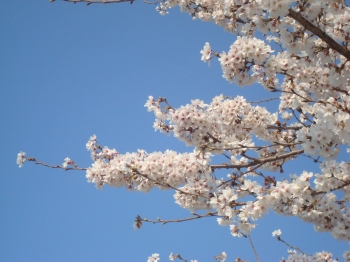 『桜3/26①』の画像