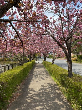 『八重桜トンネル』の画像