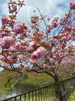 『八重桜』の画像
