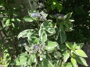 『紫陽花（6月・青）』の画像
