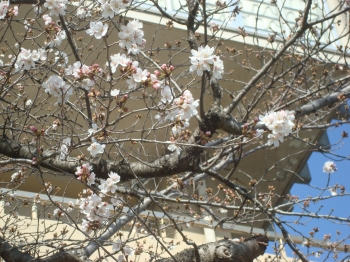 『2021桜』の画像