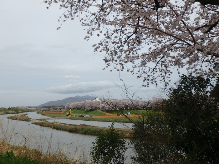 『sakuragawa01』の画像
