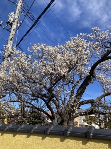 『河津桜(2024.2.24)』の画像