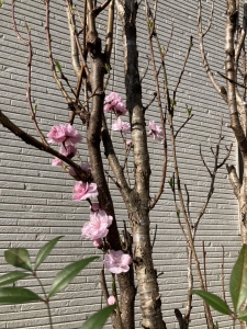 『桃の花（2023.4)』の画像