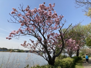 『津田沼（桜・大）』の画像