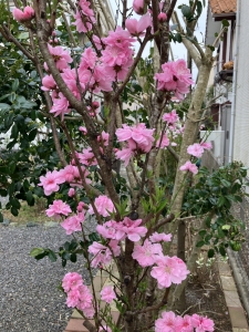 『桃の花』の画像