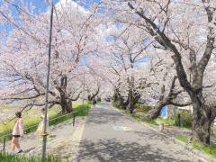 『2025.4.29桜』の画像