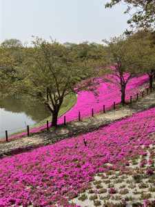 『牛久大仏（芝桜）』の画像