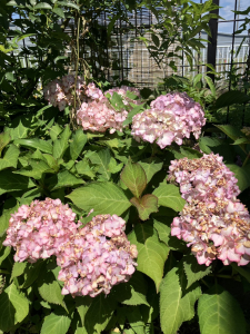 『紫陽花②』の画像